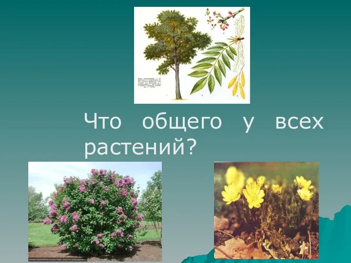 Что общего у всех растений?