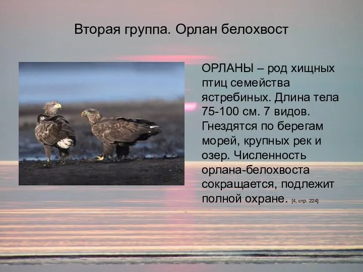 Вторая группа. Орлан белохвост ОРЛАНЫ – род хищных птиц семейства