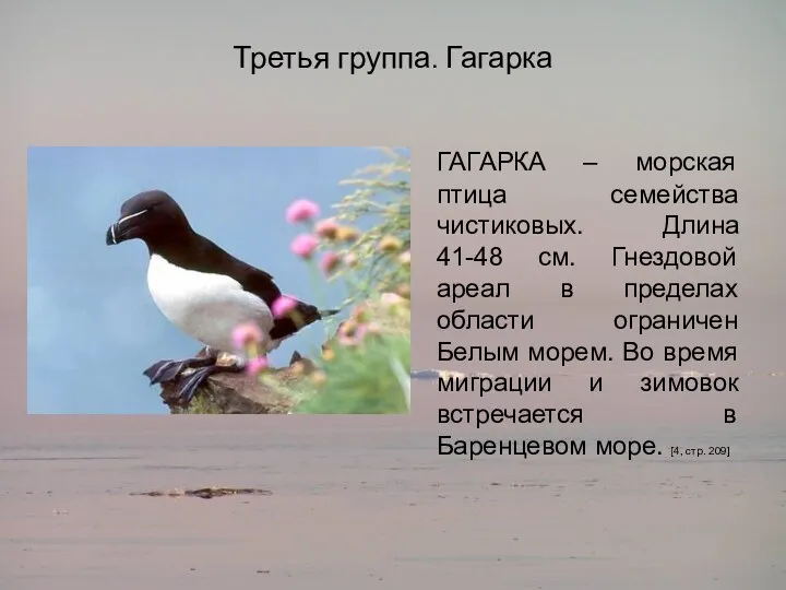 Третья группа. Гагарка ГАГАРКА – морская птица семейства чистиковых. Длина 41-48 см. Гнездовой