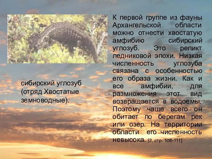 сибирский углозуб (отряд Хвостатые земноводные). К первой группе из фауны