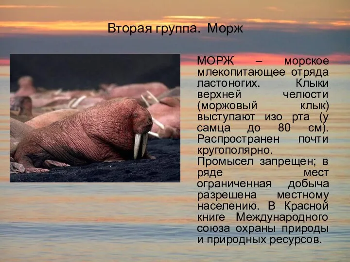 Вторая группа. Морж МОРЖ – морское млекопитающее отряда ластоногих. Клыки верхней челюсти (моржовый