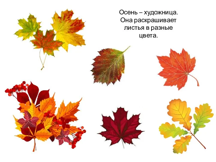Осень – художница. Она раскрашивает листья в разные цвета.