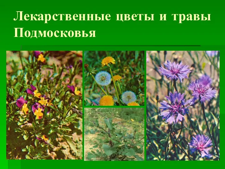 Лекарственные цветы и травы Подмосковья