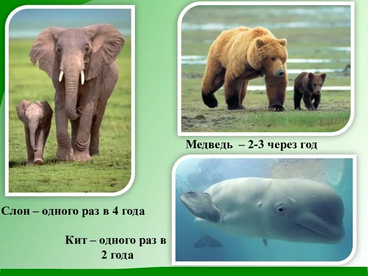 Слон – одного раз в 4 года Медведь – 2-3