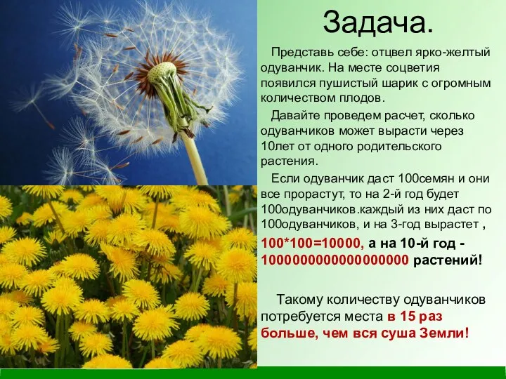 Задача. Представь себе: отцвел ярко-желтый одуванчик. На месте соцветия появился