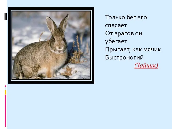 Только бег его спасает От врагов он убегает Прыгает, как мячик Быстроногий (Зайчик)