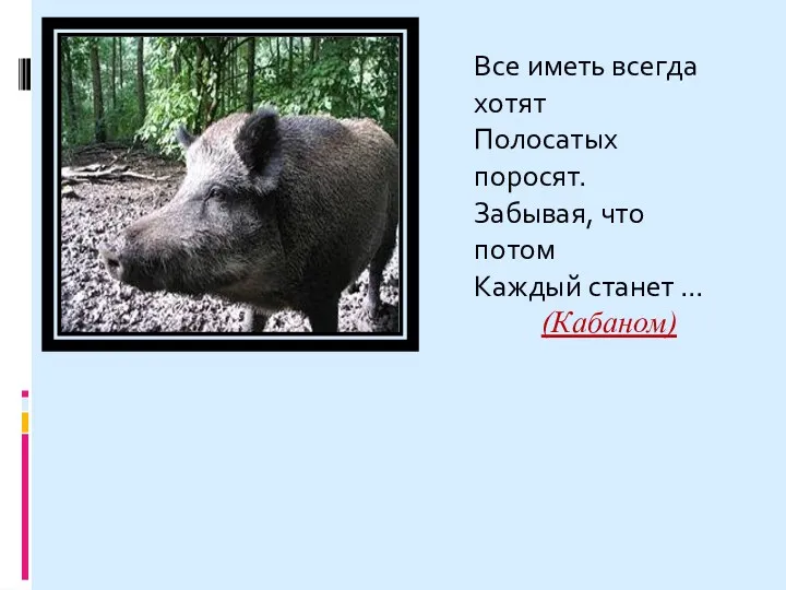 Все иметь всегда хотят Полосатых поросят. Забывая, что потом Каждый станет ... (Кабаном)