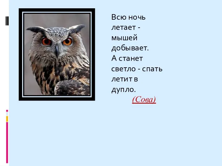 Всю ночь летает - мышей добывает. А станет светло - спать летит в дупло. (Сова)