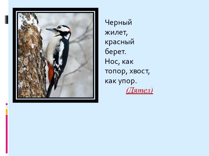 Черный жилет, красный берет. Нос, как топор, хвост, как упор. (Дятел)