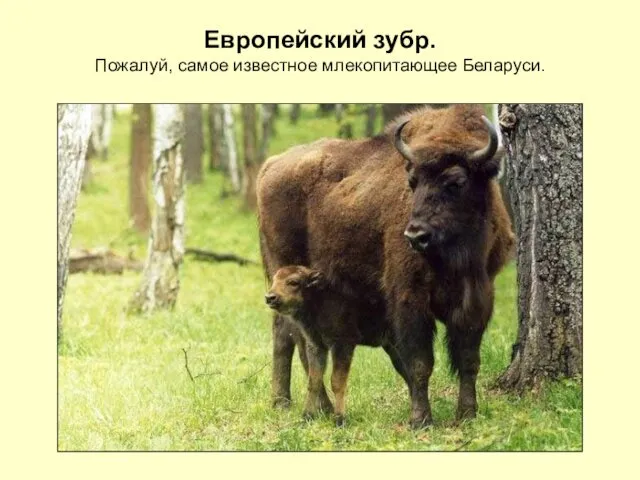 Европейский зубр. Пожалуй, самое известное млекопитающее Беларуси.