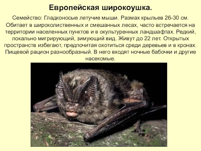 Европейская широкоушка. Семейство: Гладконосые летучие мыши. Размах крыльев 26-30 см. Обитает в широколиственных