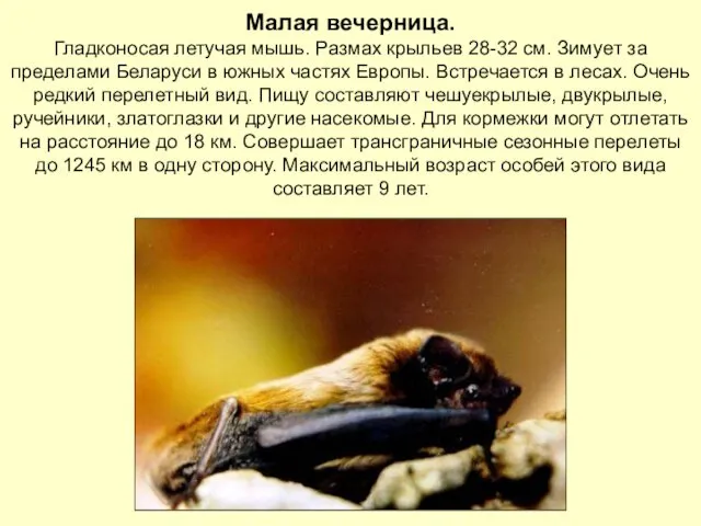 Малая вечерница. Гладконосая летучая мышь. Размах крыльев 28-32 см. Зимует за пределами Беларуси