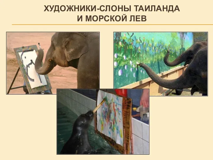 Художники-слоны Таиланда и морской лев