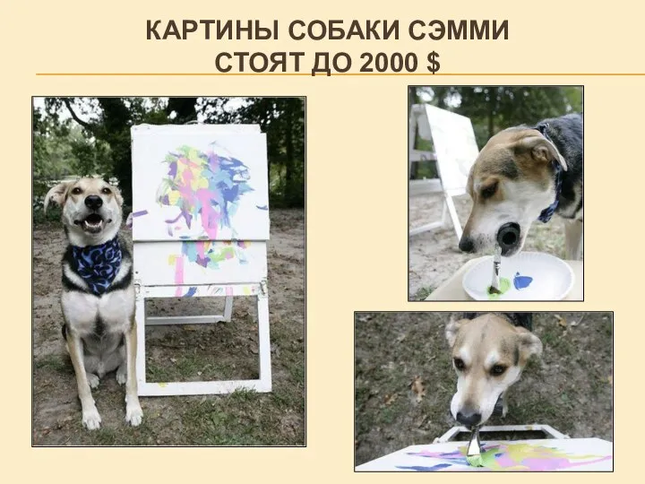 Картины собаки Сэмми стоят до 2000 $