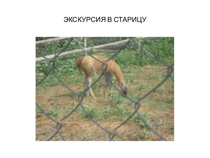 ЭКСКУРСИЯ В СТАРИЦУ