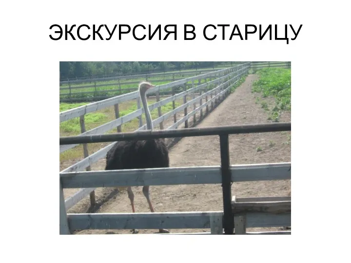 ЭКСКУРСИЯ В СТАРИЦУ