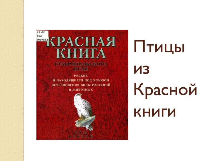 Презентация Птицы из Красной книги