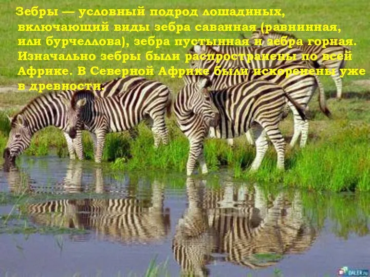 Зебры — условный подрод лошадиных, включающий виды зебра саванная (равнинная,