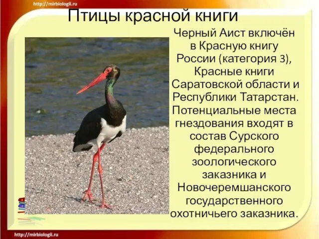 Птицы красной книги Черный Аист включён в Красную книгу России (категория 3), Красные