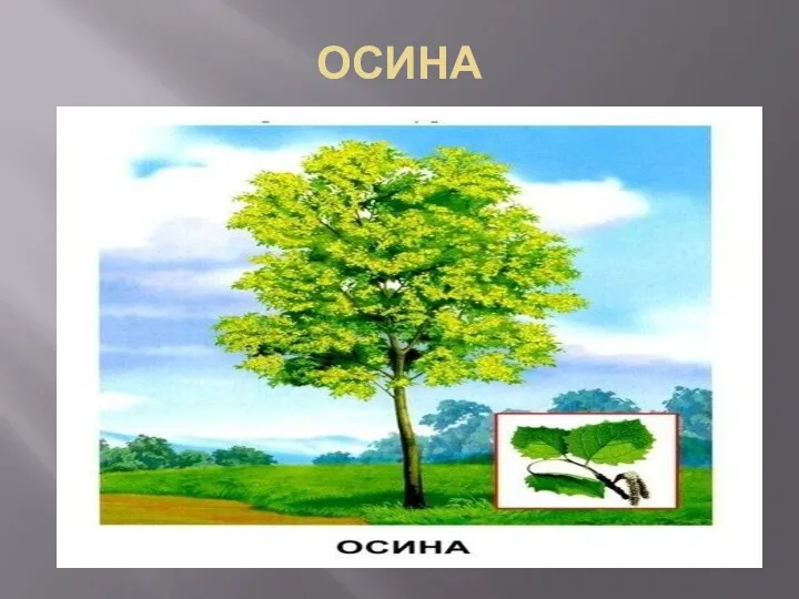 ОСИНА