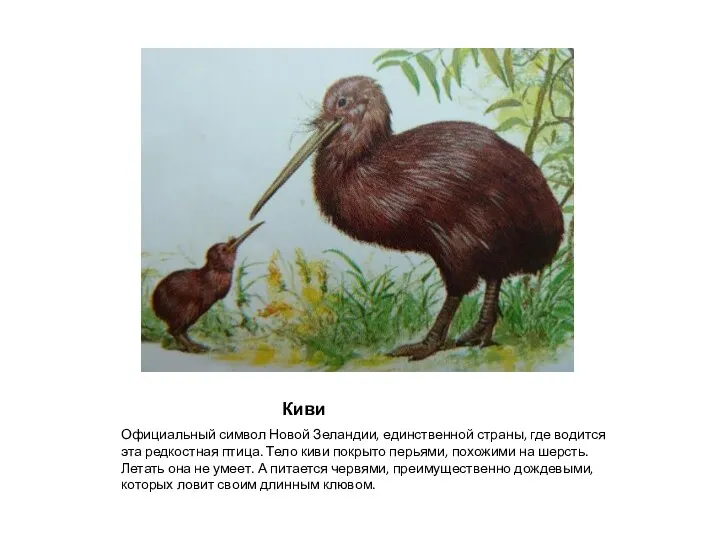 Киви Официальный символ Новой Зеландии, единственной страны, где водится эта редкостная птица. Тело