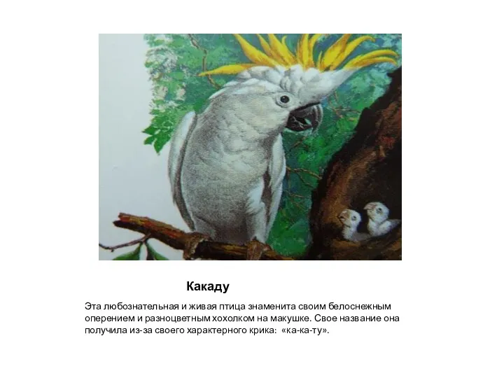 Какаду Эта любознательная и живая птица знаменита своим белоснежным оперением и разноцветным хохолком