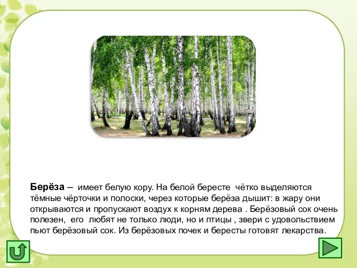 . Берёза – имеет белую кору. На белой бересте чётко выделяются тёмные чёрточки