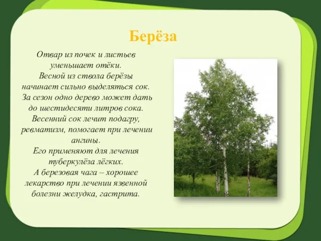 Берёза Отвар из почек и листьев уменьшает отёки. Весной из