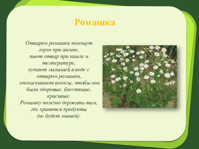 Ромашка Отваром ромашки полощут горло при ангине, пьют отвар при