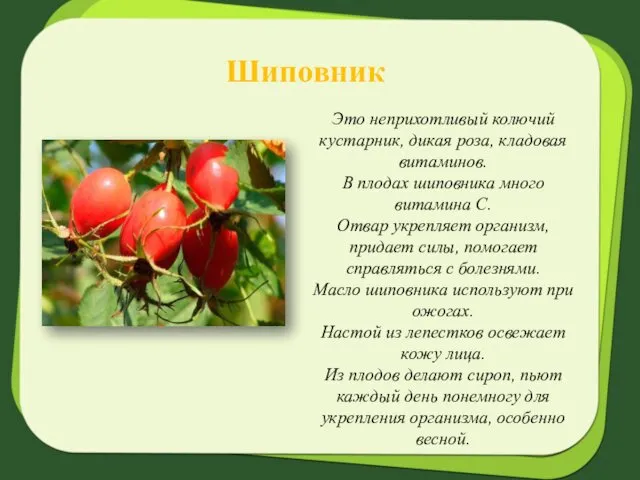 Шиповник Это неприхотливый колючий кустарник, дикая роза, кладовая витаминов. В