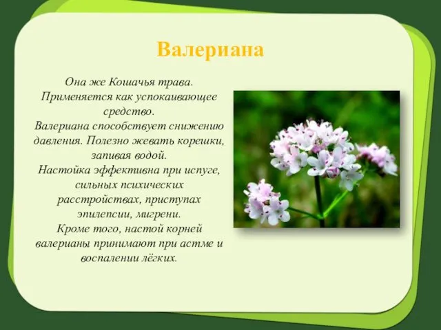 Валериана Она же Кошачья трава. Применяется как успокаивающее средство. Валериана