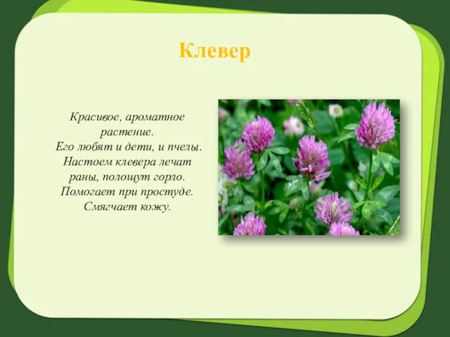 Клевер Красивое, ароматное растение. Его любят и дети, и пчелы.