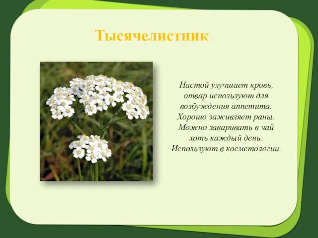 Тысячелистник Настой улучшает кровь, отвар используют для возбуждения аппетита. Хорошо