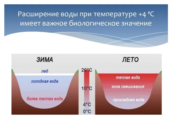 Расширение воды при температуре +4 ⁰С имеет важное биологическое значение