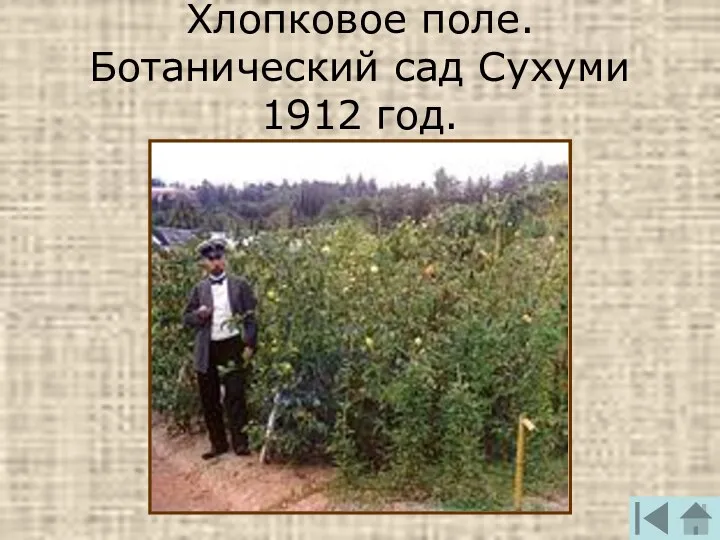 Хлопковое поле. Ботанический сад Сухуми 1912 год.