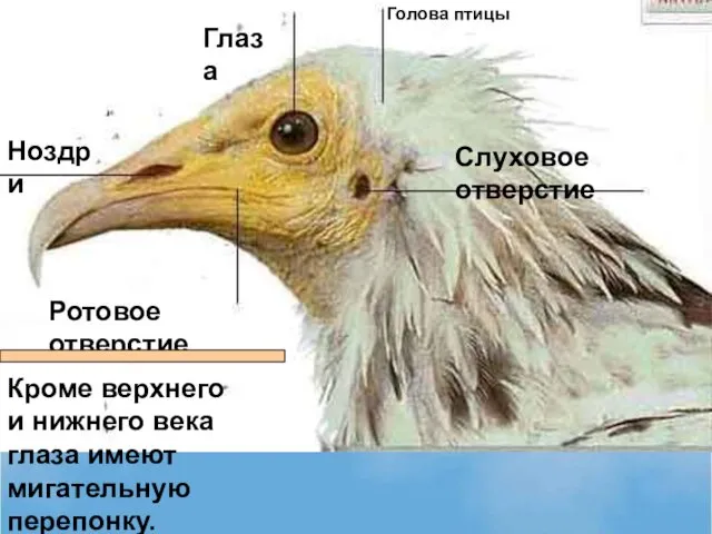 Ноздри Слуховое отверстие Глаза Ротовое отверстие Голова птицы Кроме верхнего