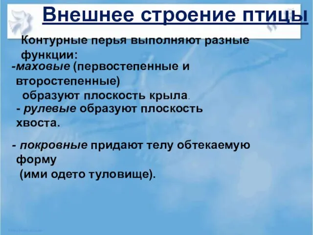 Внешнее строение птицы Контурные перья выполняют разные функции: маховые (первостепенные и второстепенные) образуют