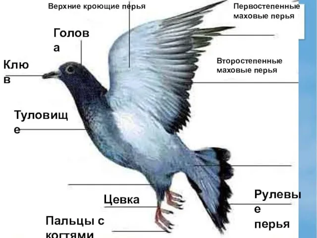 Клюв Голова Первостепенные маховые перья Второстепенные маховые перья Цевка Пальцы с когтями Рулевые