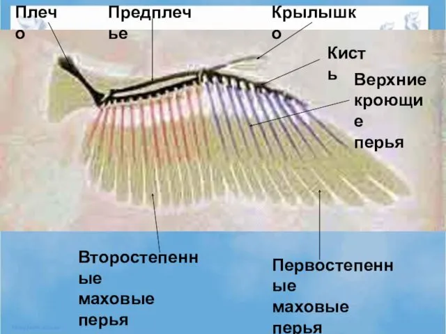 Первостепенные маховые перья Второстепенные маховые перья Крылышко Кисть Предплечье Плечо Верхние кроющие перья