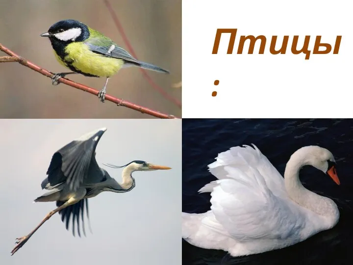 Птицы: