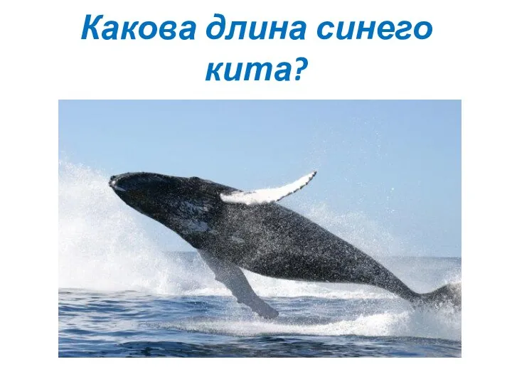 Какова длина синего кита?