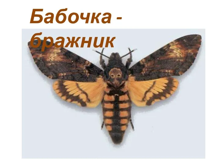 Бабочка - бражник