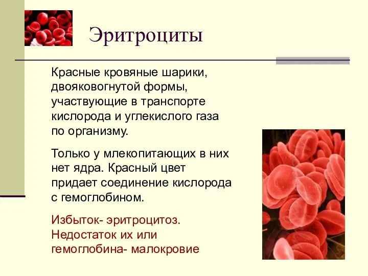 Эритроциты Красные кровяные шарики, двояковогнутой формы, участвующие в транспорте кислорода
