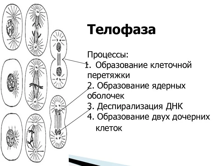 Телофаза Процессы: Образование клеточной перетяжки 2. Образование ядерных оболочек 3. Деспирализация ДНК 4.