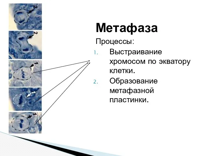 Метафаза Процессы: Выстраивание хромосом по экватору клетки. Образование метафазной пластинки.