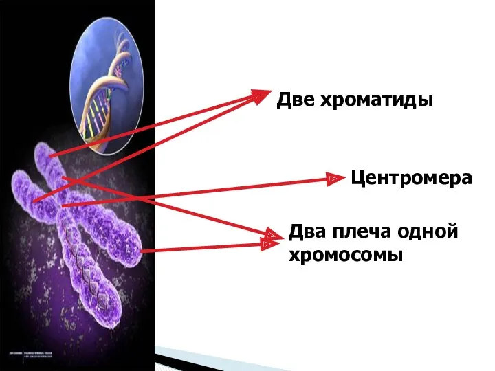 Две хроматиды Центромера Два плеча одной хромосомы