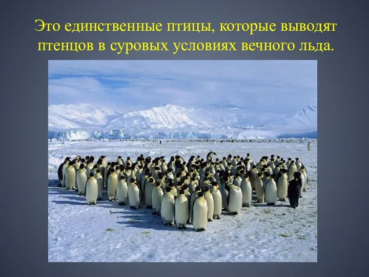 Это единственные птицы, которые выводят птенцов в суровых условиях вечного льда.