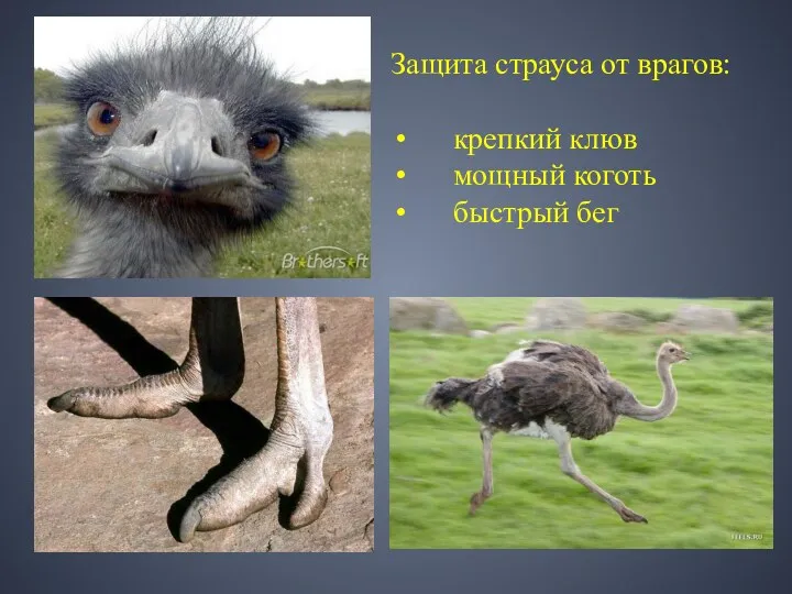 Защита страуса от врагов: крепкий клюв мощный коготь быстрый бег