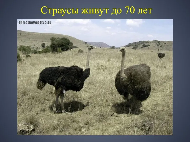 Страусы живут до 70 лет