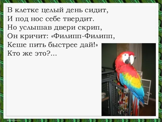 В клетке целый день сидит, И под нос себе твердит.